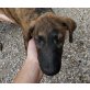 Isi, Galgo-Mischling, 5 Monate - Rüde