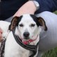 Isi - NOTFALL, Bodeguero (span. Jack Russell) Mix - Hündin