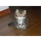 Isi, Perser - Kater