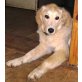 Isidora, Kuvasz-Mix - Hündin
