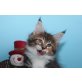 Isis sehr verschmuste Kätzin, Maine Coon - Katze