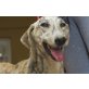 Isis, tolles Galgomädel, Galgo Español - Hündin