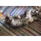 Isis und Anubis ..........., Norwegische Waldkatze - Katze
