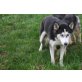 Iska, Siberian Husky - Hündin
