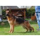 Iskan vom Voralpenland, Deutscher Schäferhund Schwarzer langhaariger Schlag - Rüde