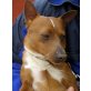 Ismail, Chihuahua Mix - Rüde