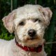 Issy, Puli-Mix - Hündin