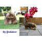 Isy Breakdancer , Shih Tzu - Rüde