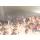 Italiener Huhn - männlich