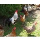 Italiener Huhn - männlich