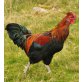 Italiener Huhn - männlich