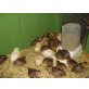 Italiener Huhn - männlich