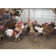 Italiener Huhn - männlich