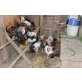 Italiener Huhn - männlich