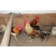 Italiener Huhn - männlich
