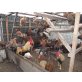 Italiener Huhn - männlich
