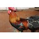 Italiener Huhn - männlich