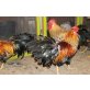 Italiener Huhn - männlich