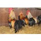 Italiener Huhn - männlich