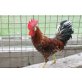 Italiener Huhn - männlich