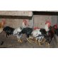 Italiener Huhn - männlich
