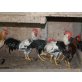 Italiener Huhn - männlich