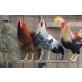 Italiener Huhn - männlich