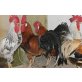 Italiener Huhn - männlich