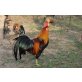 Italiener Huhn - männlich
