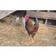 Italiener Huhn - männlich