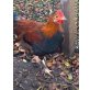 Italiener Huhn - männlich