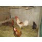 Italiener Huhn - weiblich