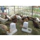 Italiener Huhn - weiblich