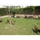 Italiener Huhn - weiblich