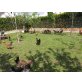 Italiener Huhn - weiblich