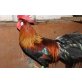 Italiener Huhn - weiblich