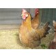 Italiener Huhn - weiblich