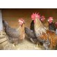 Italiener Huhn - weiblich