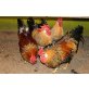 Italiener Huhn - weiblich