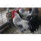 Italiener Huhn - weiblich