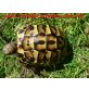 Italienische Landschildkröte