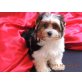 Itchy, Biewer Yorkshire Terrier a la pon pom - Hündin
