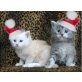 Iva und Isidor, Maine Coon - Kater