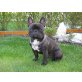 Ivan, Französische Bulldogge - Rüde