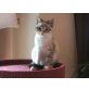 Ivana, EKH - Katze