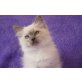 Ivana , Ragdoll - Katze