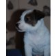 Ivanhoe, Jack-Russell-Terrier Welpen - Rüde