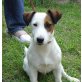 Ivanhoe genannt Willy, Jack-Russell-Terrier - Rüde