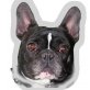 Ivka, franz. Bulldogge - Hündin