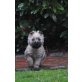Ivo, Cairn-Terrier Welpen - Rüde
